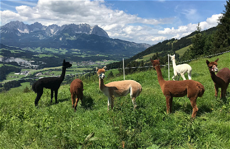 Alpaka – Spaziergang für 2 Personen
