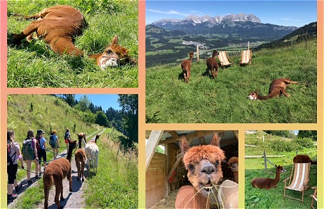 Alpaka - Familien Spaziergang